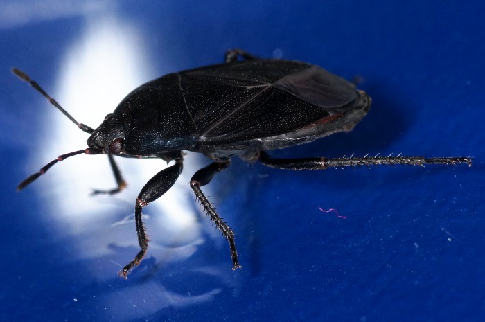 Lygaeidae: Aellopus atratus di Istanbul
